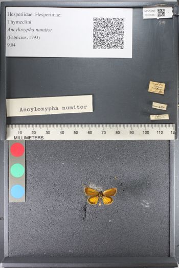Media type: image;   Entomology 135947